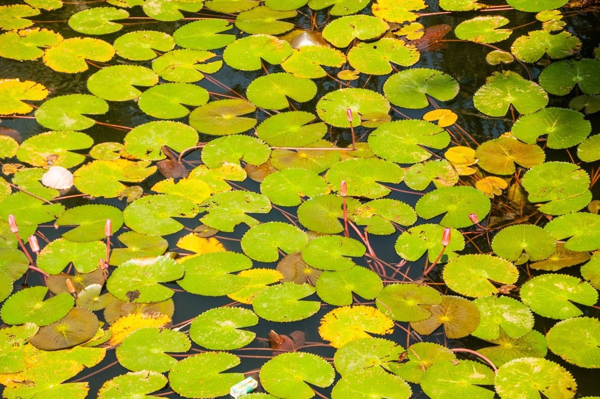 Lake with Lily Pads {Tricky Math Questions}