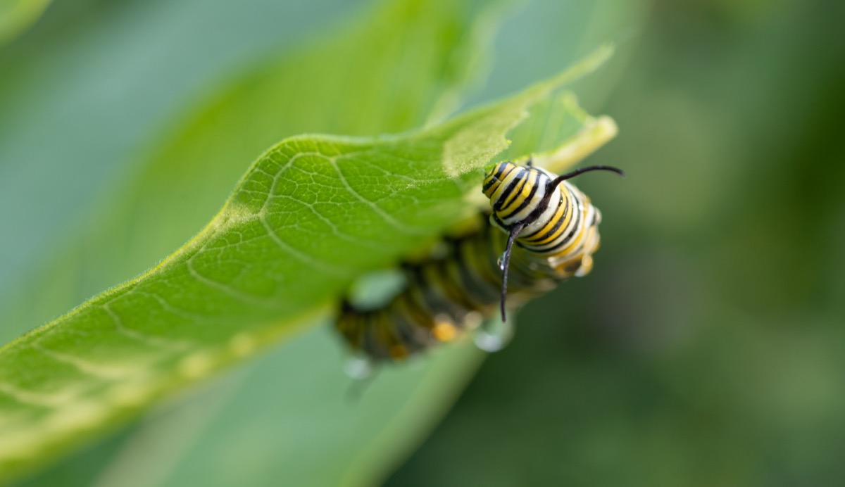 Milkweeds {How Do Plants Protect Themselves}