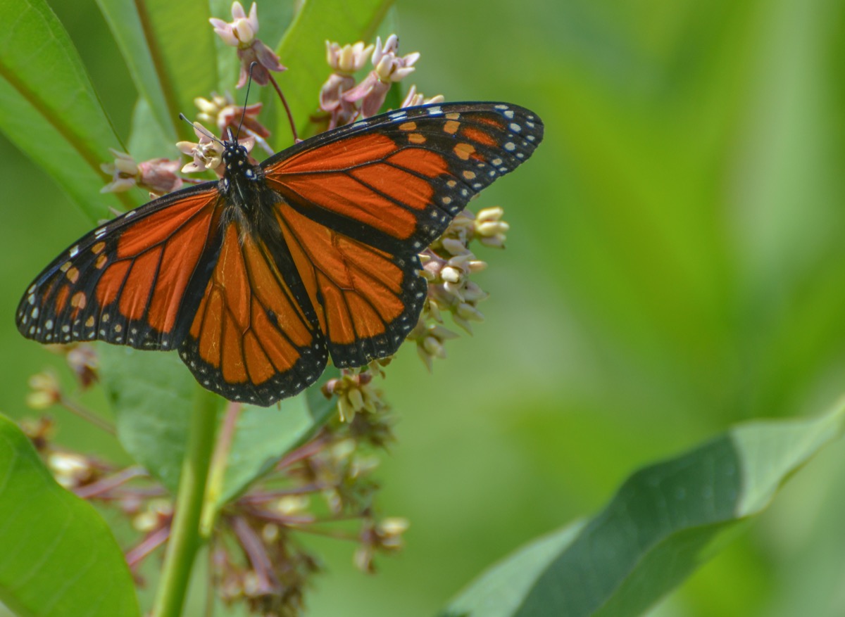 Monarch butterfly with wings spread on a flower