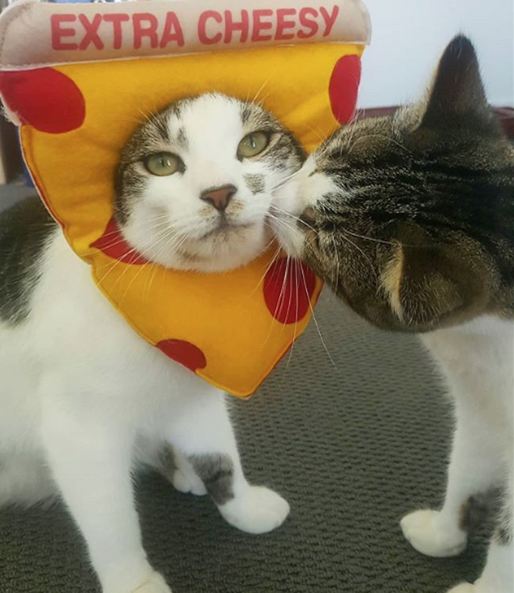 pizza cat