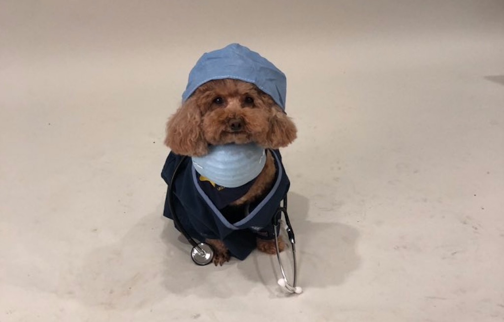 nurse dog
