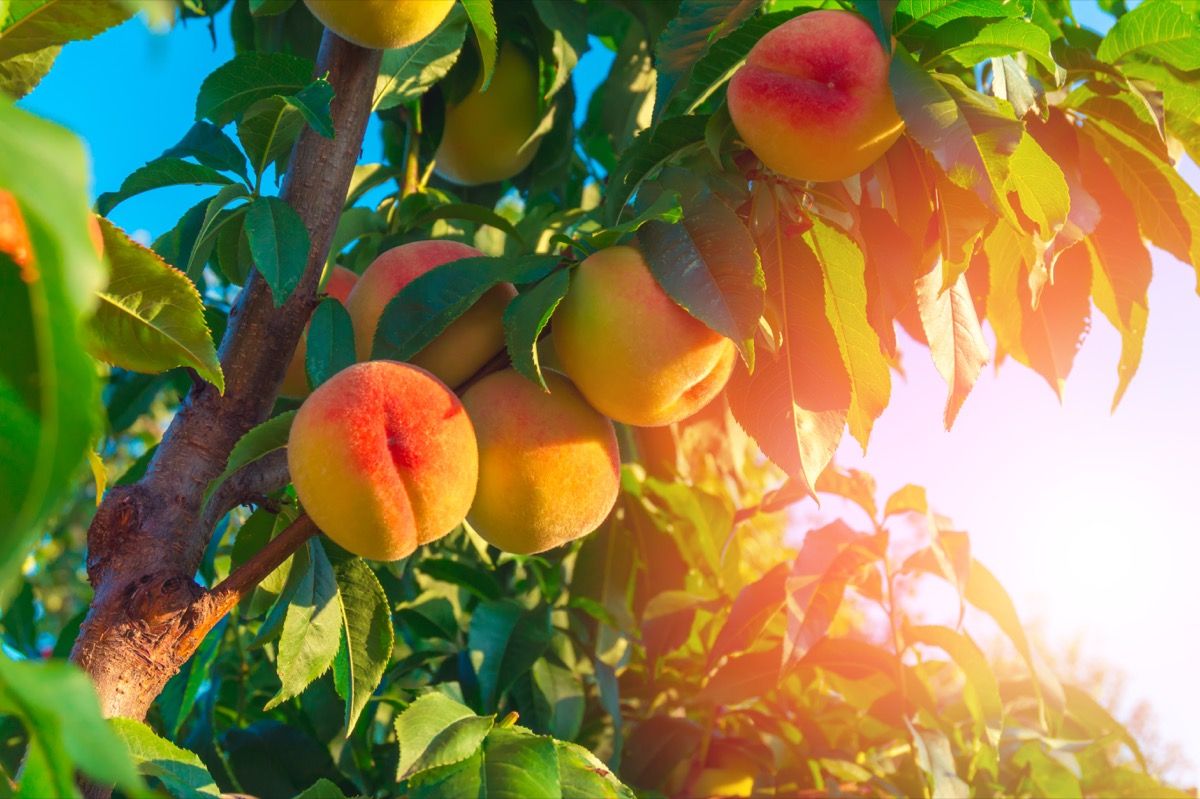 peaches on a branch with the sun in the background