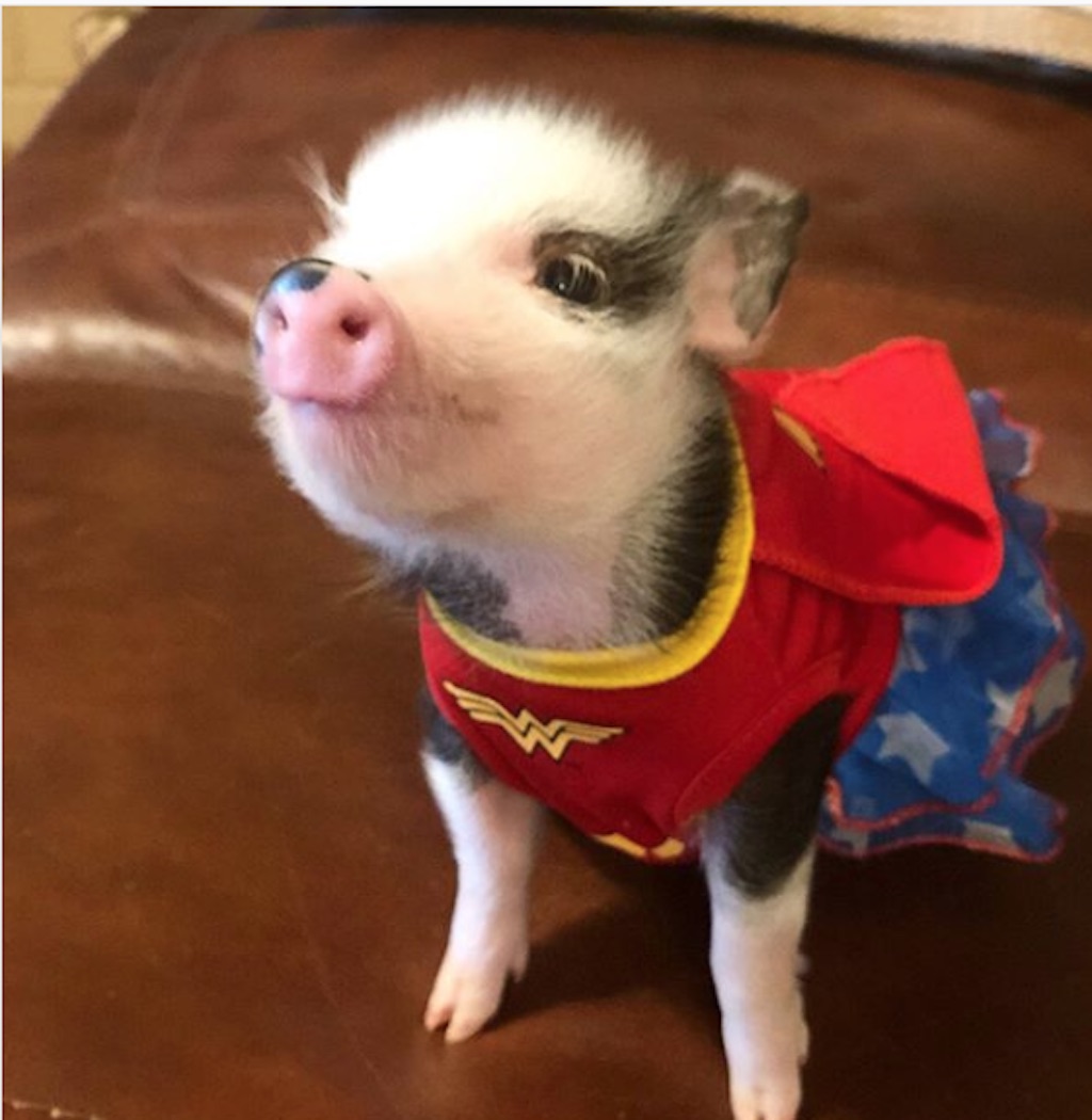 pig superhero costume