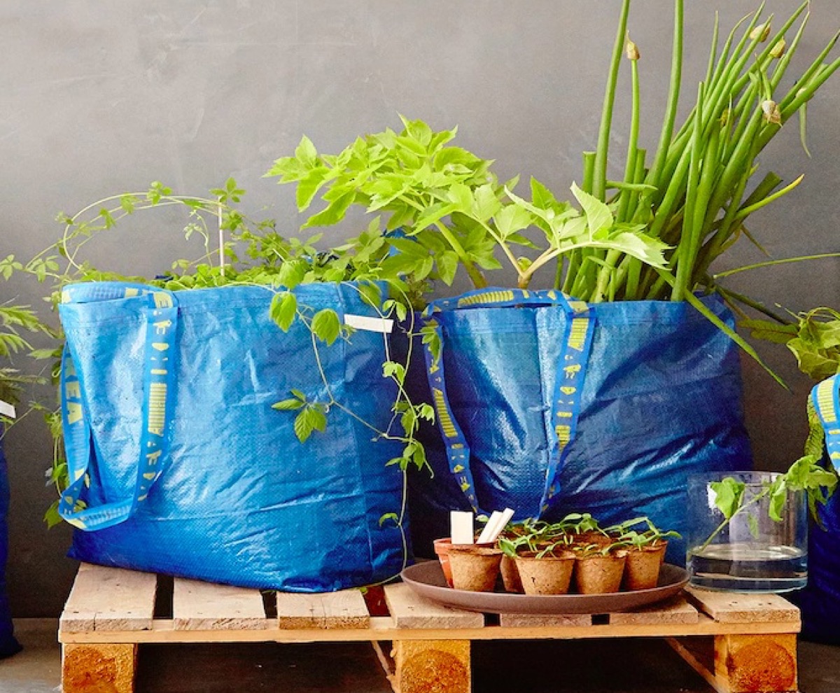 Plants in the IKEA Bag {Other Uses For Blue Ikea Bag}