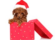 toy brown poodle in present box with santa hat for christmas