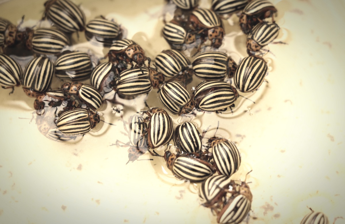 A many drowned Colorado potato beetles in plastic bowl 