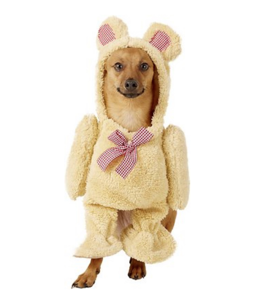 33 Most Adorable Dog Outfits You Can Buy Now — Best Life
