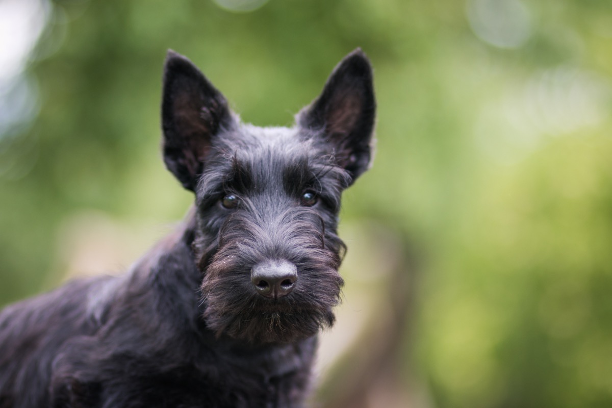 Black scottish terrier puppy posing outside at summer. Young and cute terrier baby. - Image