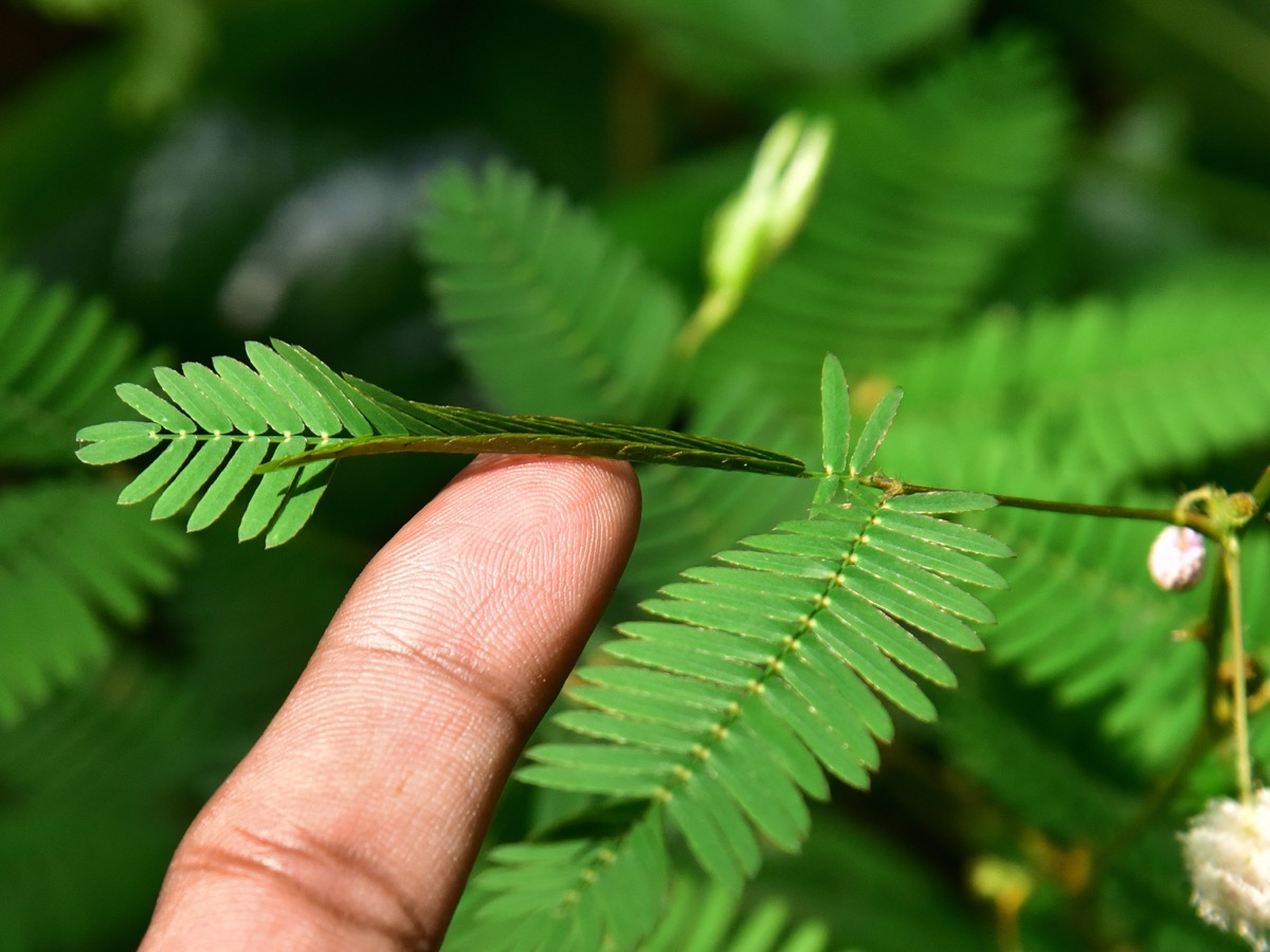 Sensitive Plant {How Do Plants Protect Themselves}