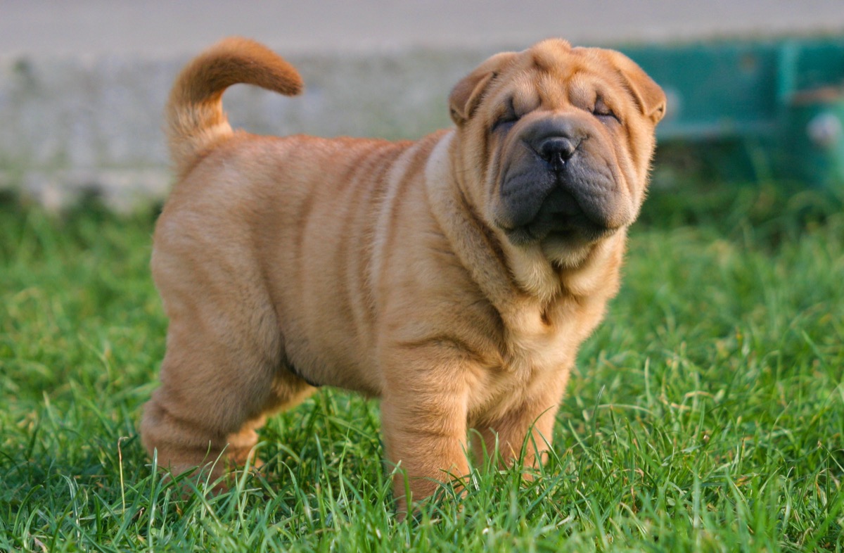 Portrait of a puppy Shar Pei Dog in outdoors. - Image