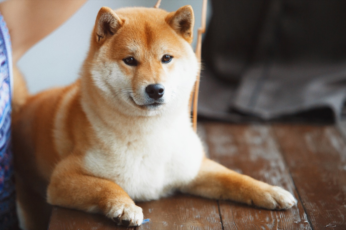 Japanese Shiba Inu dog near a window with the owner - Image