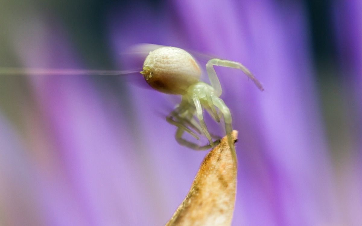 Spider Ballooning {Spider Facts}