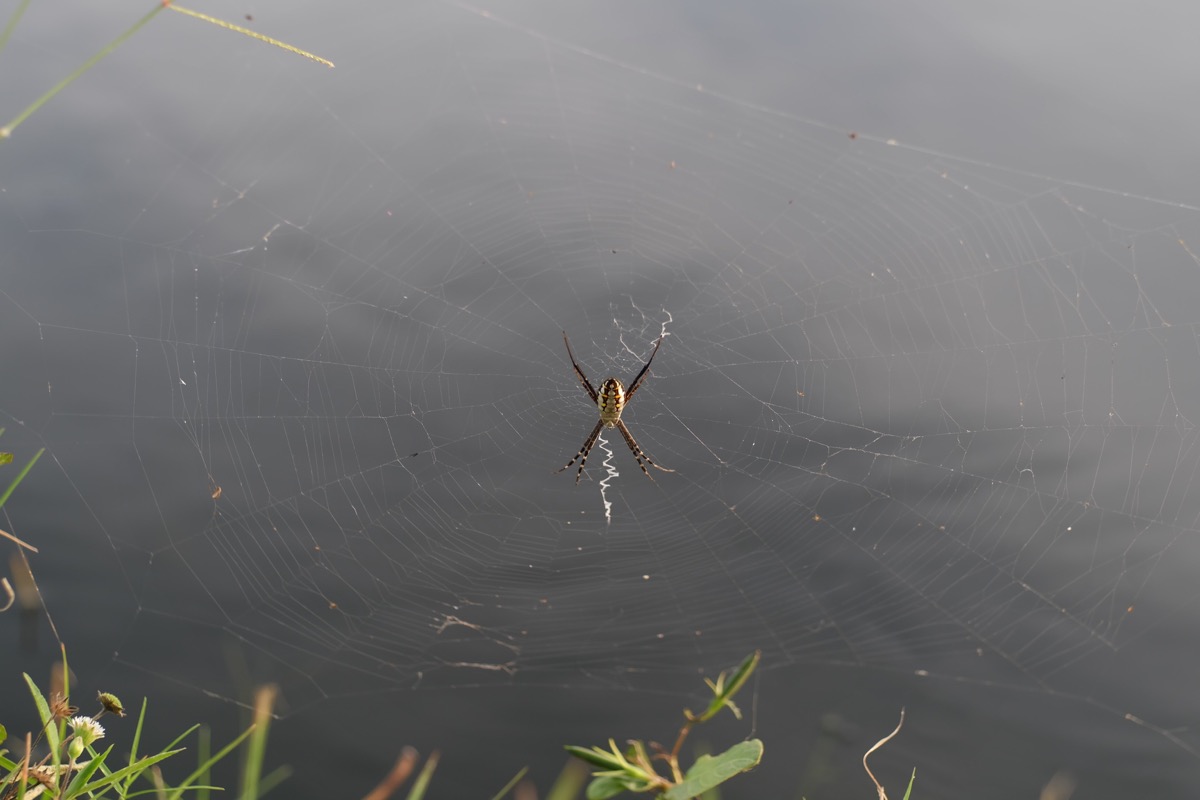 Spider Hanging By a Lake {Spider Facts}