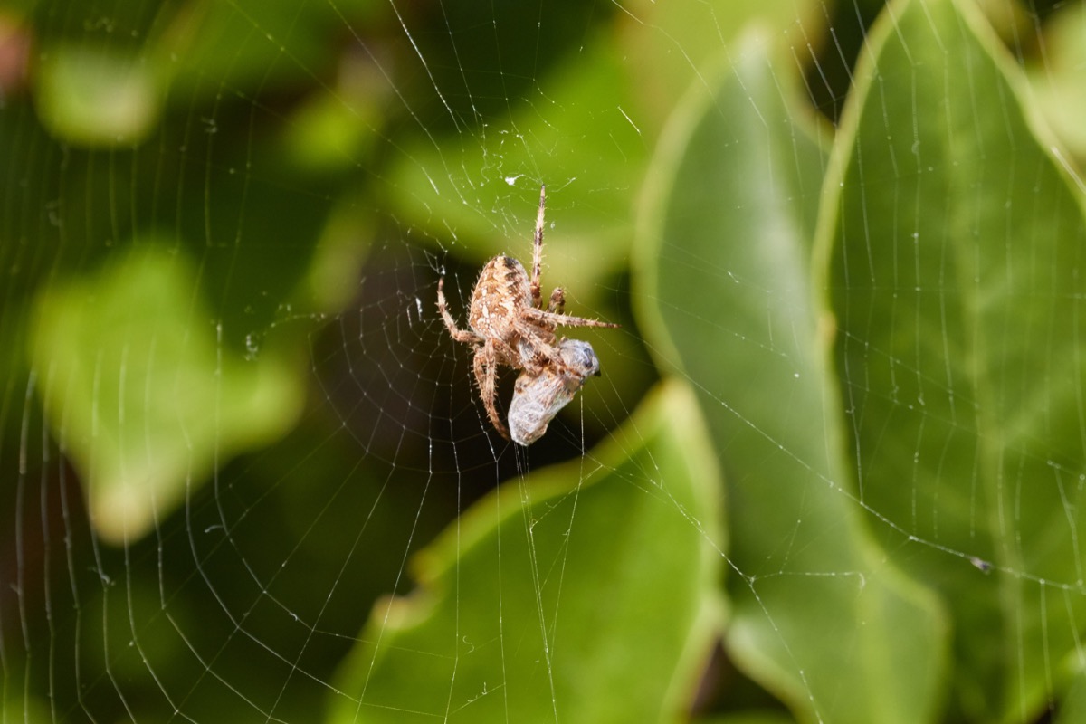 Spider Eating Prey in its Web {Spider Facts]