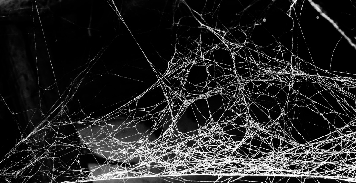 Spiderwebs against black background