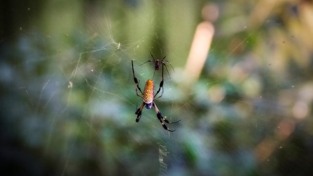 Spider that uses its web to expand its hearing capabilities (Update)