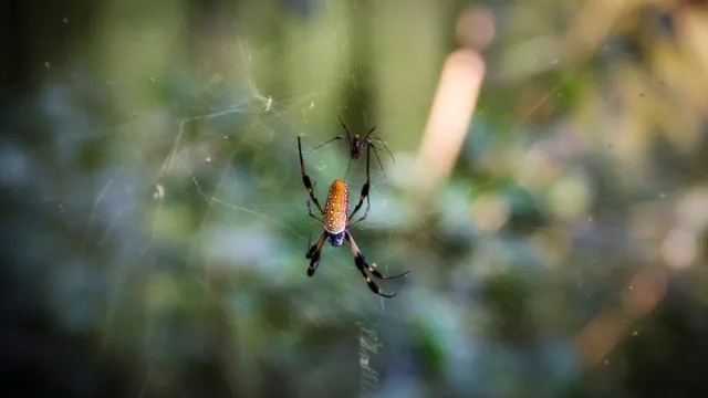 Spiders in a Web {Spider Facts}