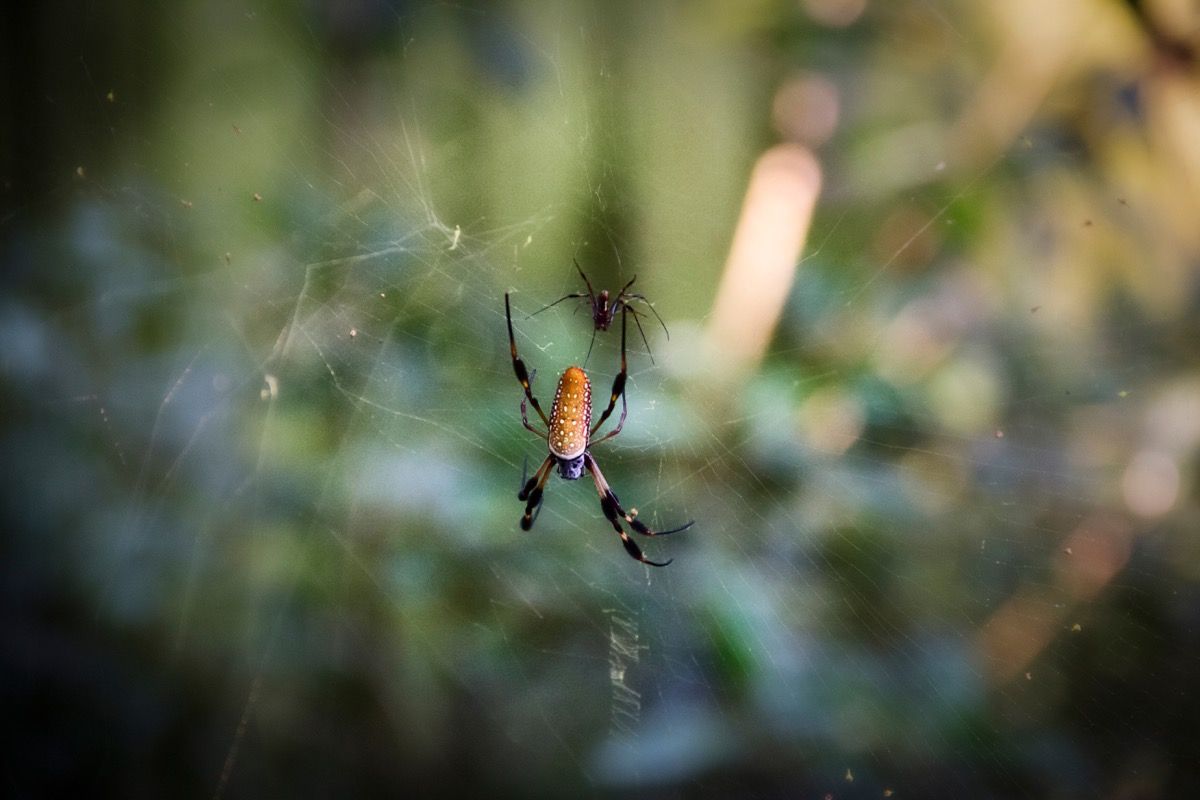 It's summer in Australia and that means spiders — some deadly — are  invading people's homes