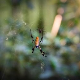 Spiders in a Web {Spider Facts}