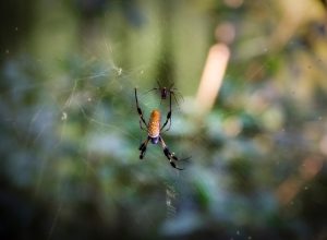 Spiders in a Web {Spider Facts}