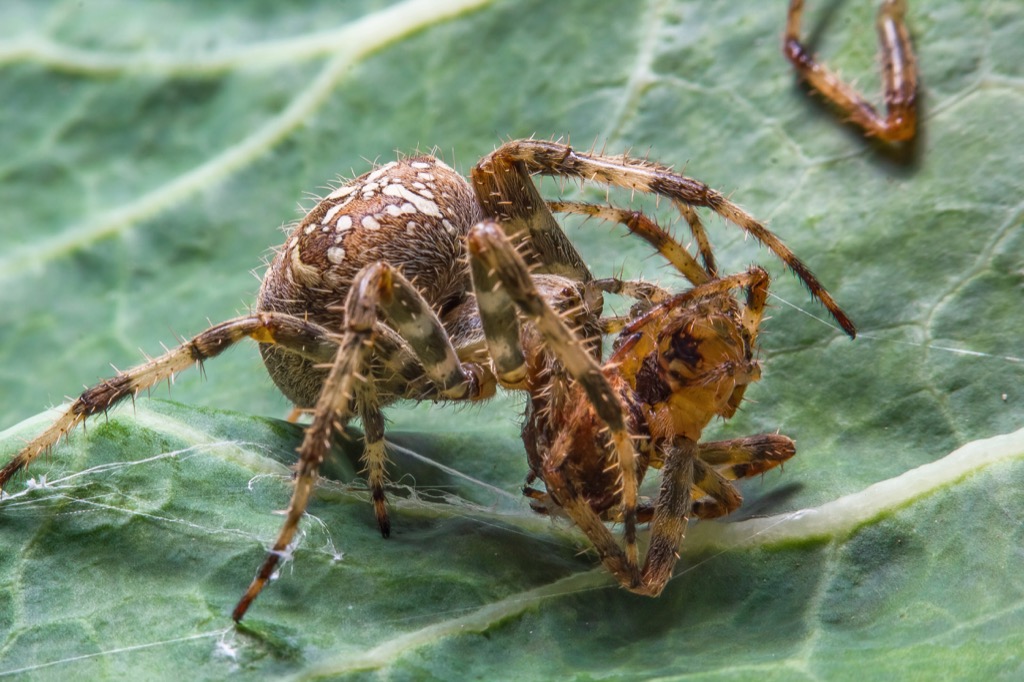 Spiders Mating {Spider Facts}