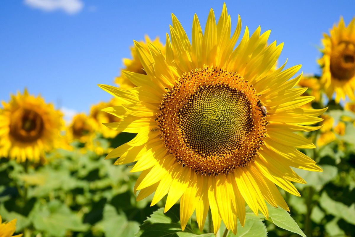 sunflowers in a field on a sunny day