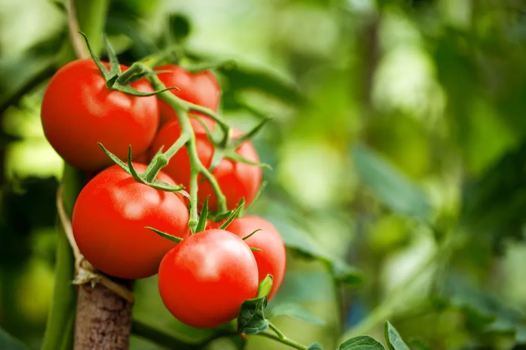 Tomato Plant {How Do Plants Protect Themselves}