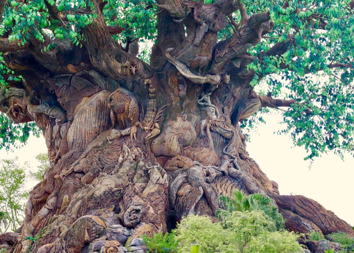 tree of life animal kingdom