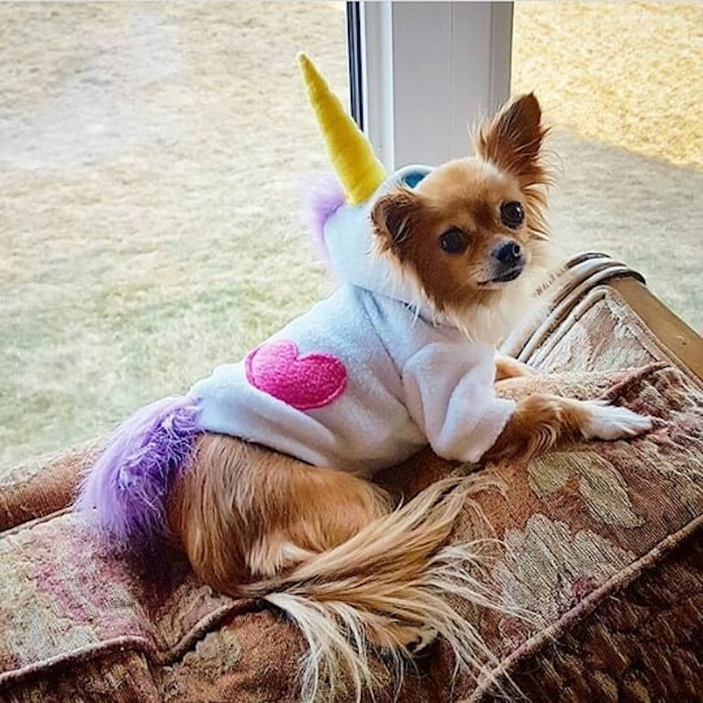 Unicorn dog costume adorable dog outfits