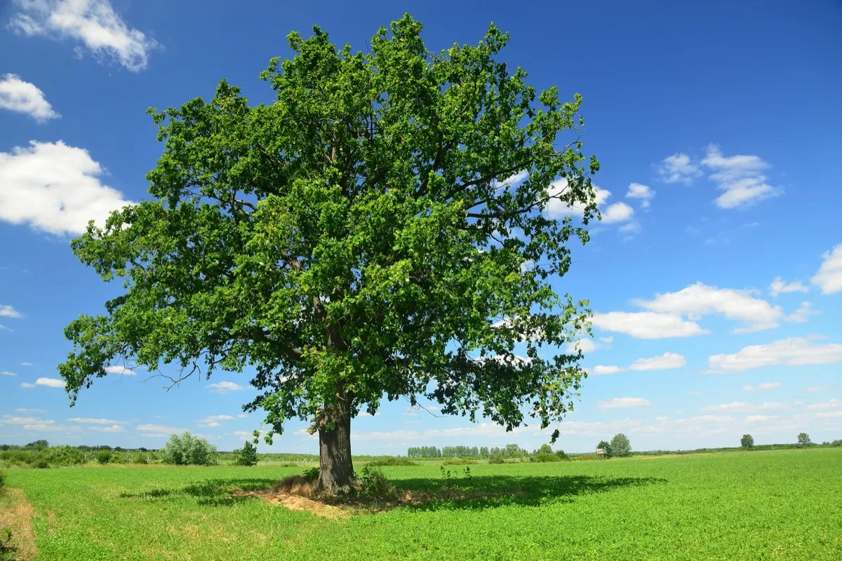 Oak tree on green field