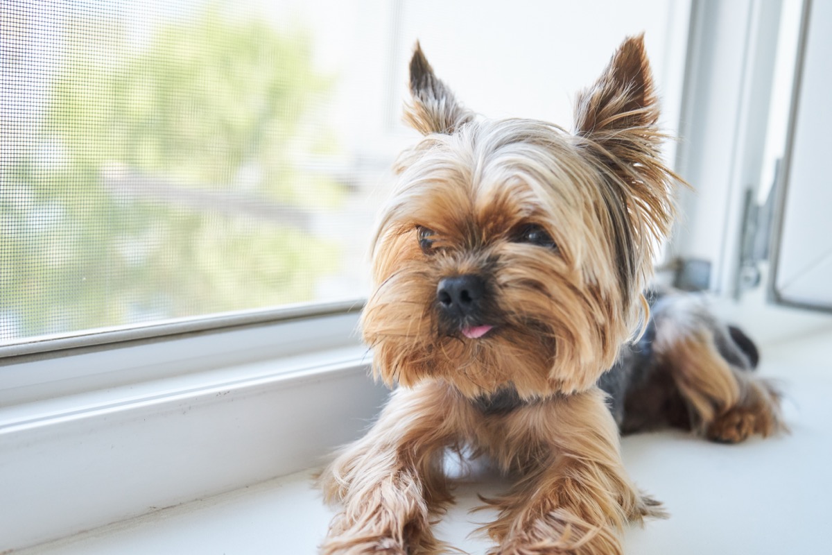 Dog Yorkshire Terrier eats a snack while sitting by windowsill
