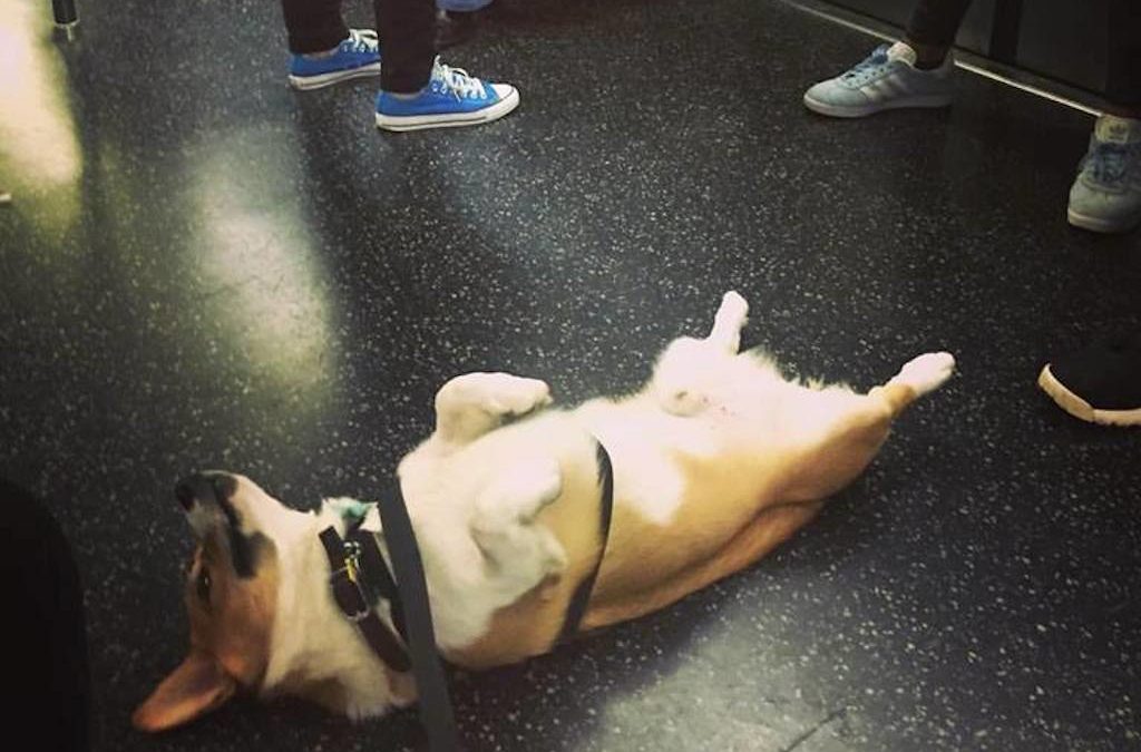 corgi rolls over on subway for belly rubs