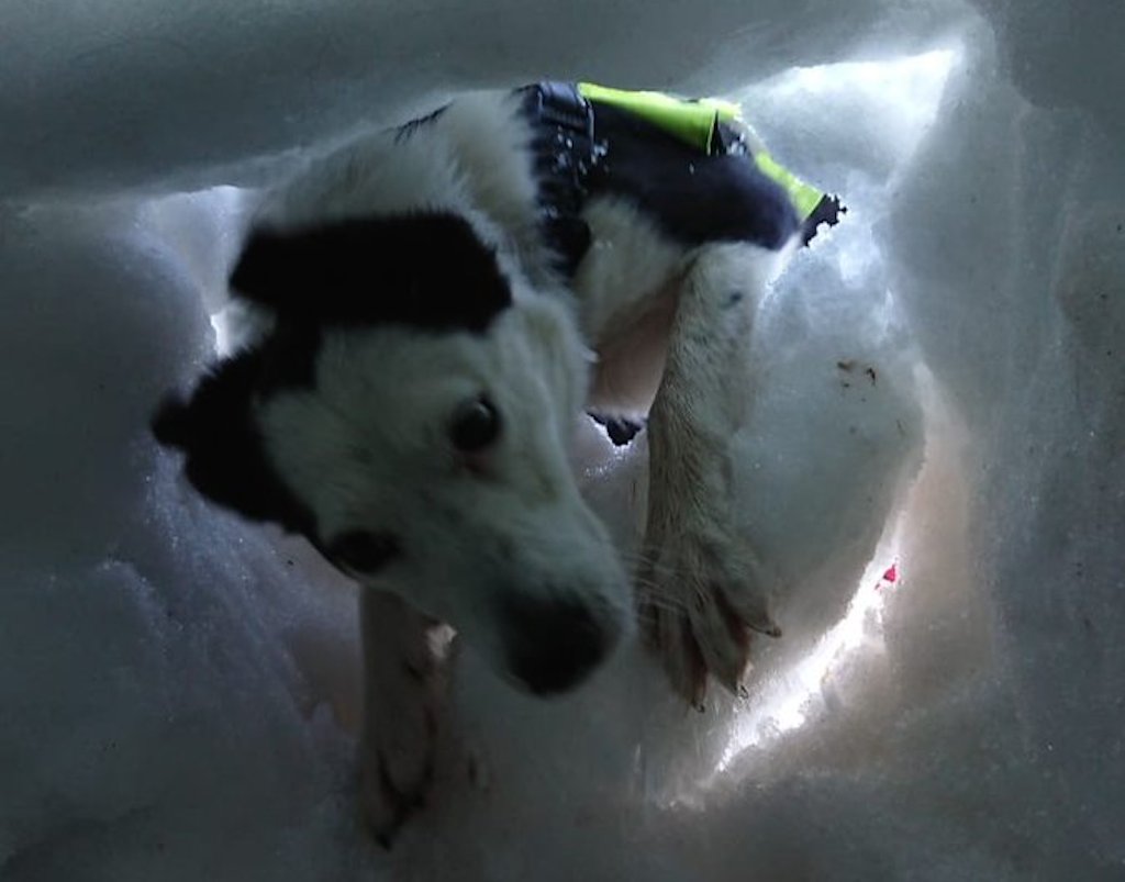 mountain rescue dog