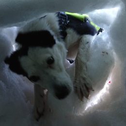 mountain rescue dog