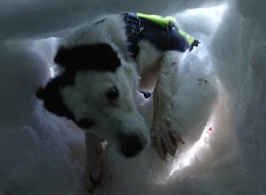 mountain rescue dog
