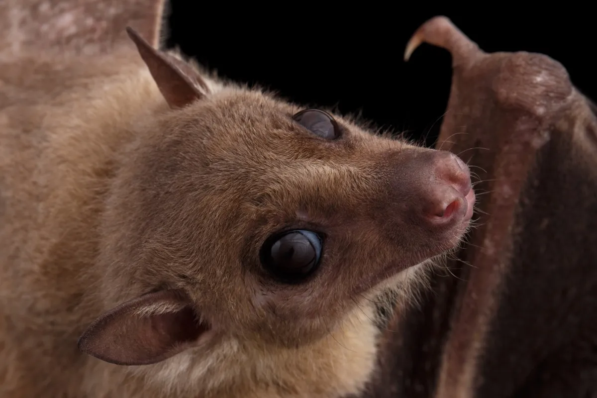 Close-up Egyptian fruit bat or rousette, Rousettus aegyptiacus. on isolated black background - Image