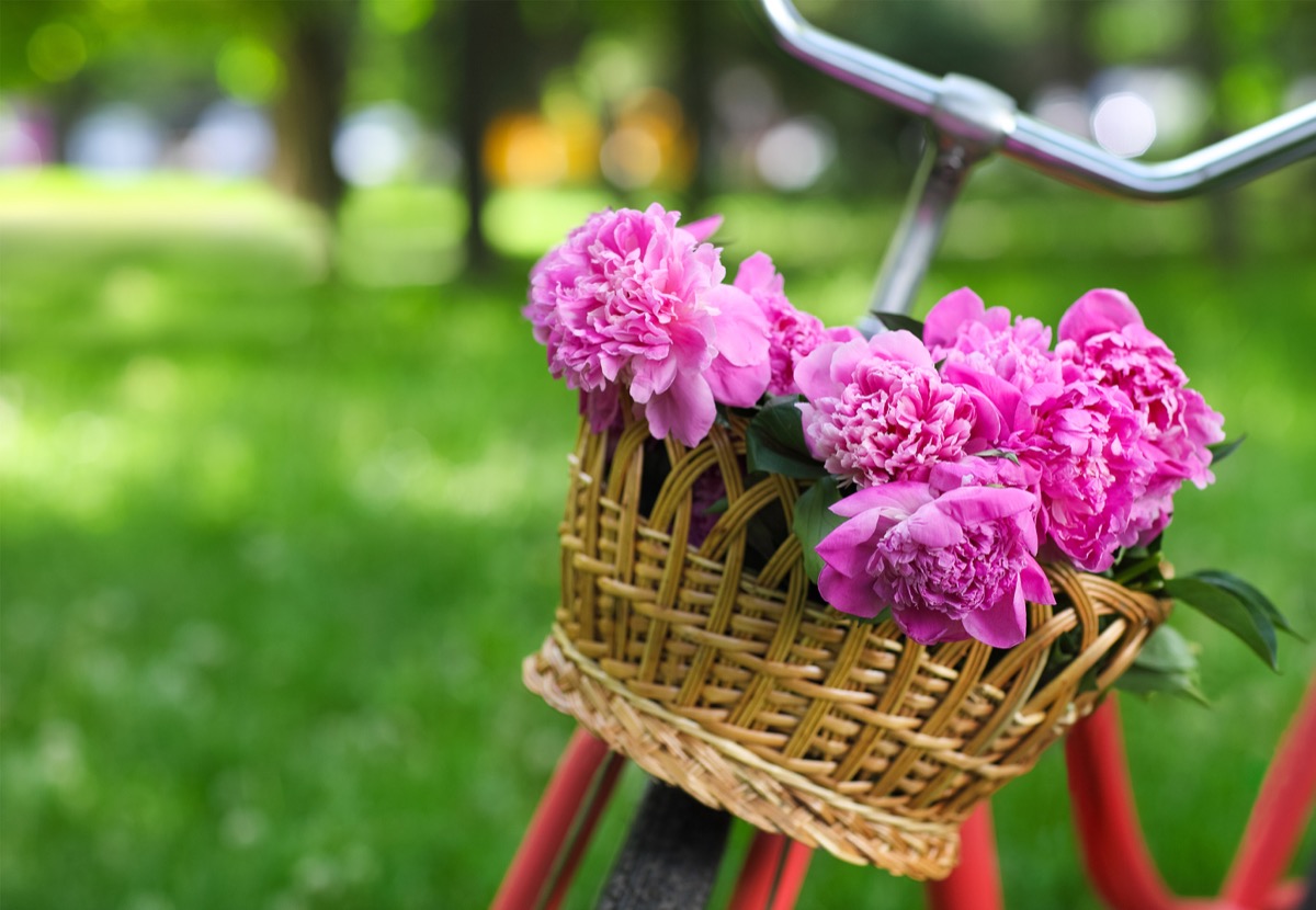 Vintage bicycle with basket with peony flowers in the spring park - Image