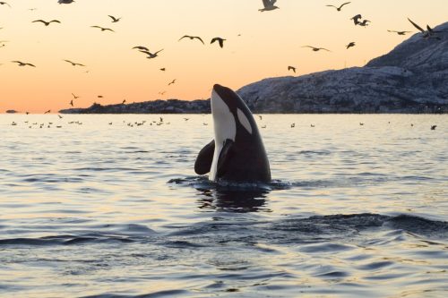 Orca whale in ocean, type of dolphin that can live long