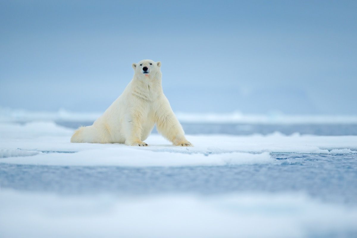 15 Amazing Polar Bear Facts — Best Life