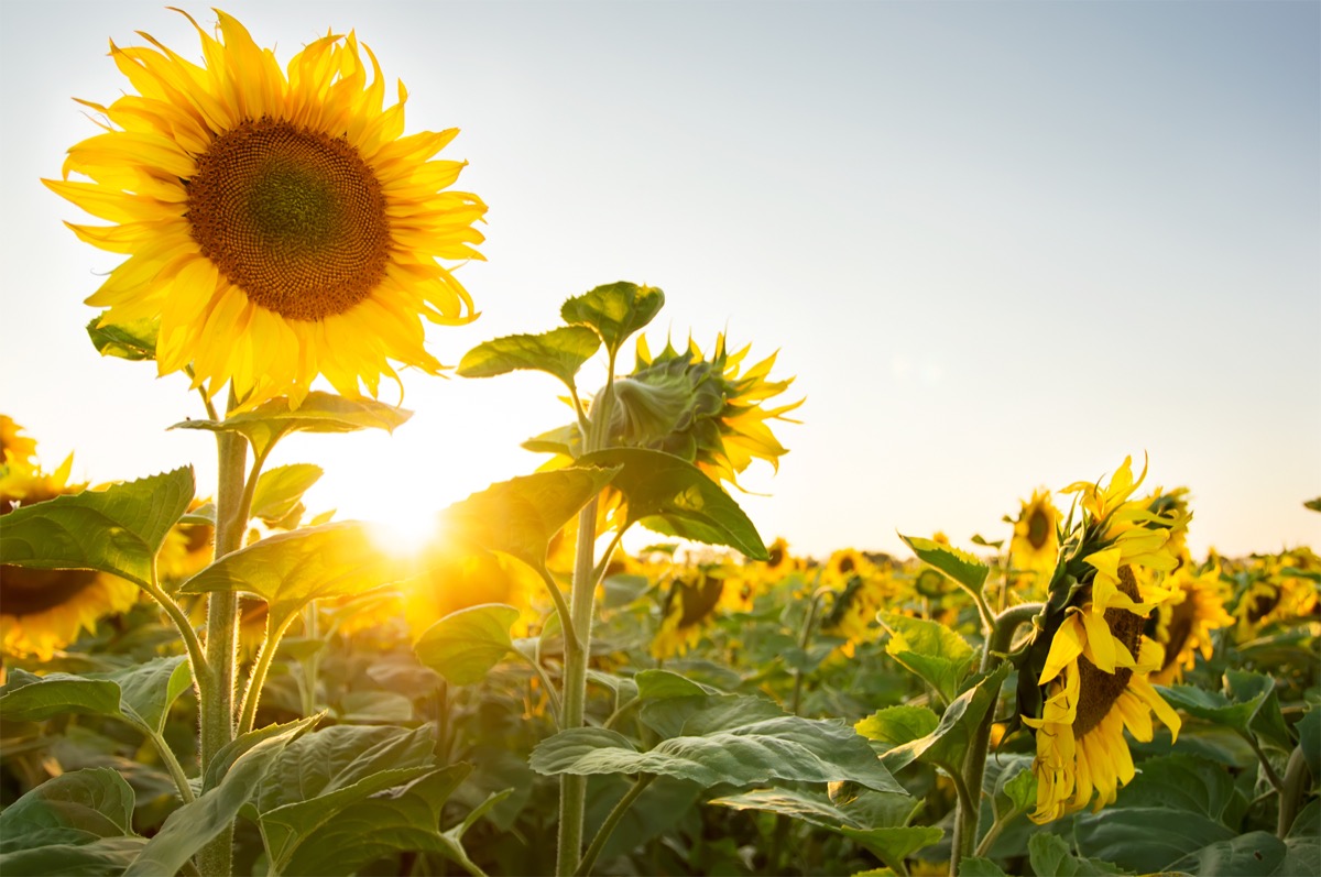 Sunflower field - Image
