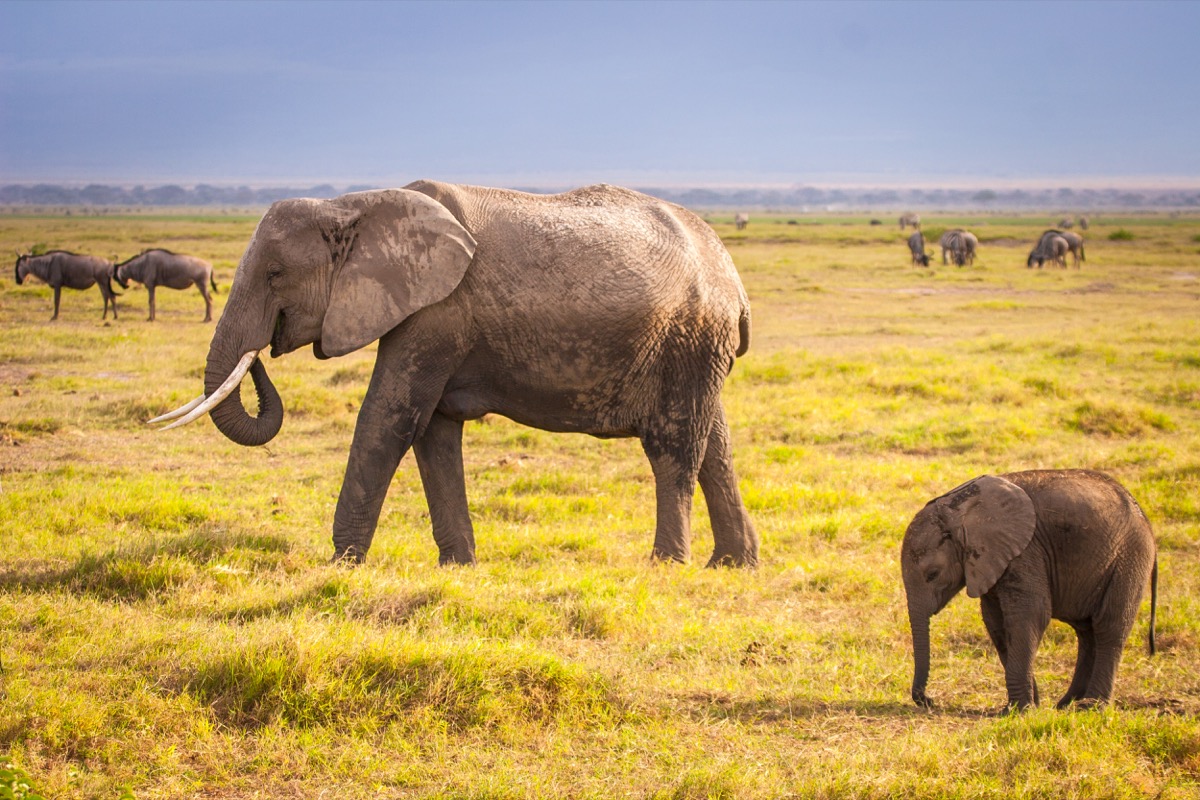 Elephant and elephant. Kenya. Safari in Africa. African elephant. Animals of Africa. Travel to Kenya. Family of elephants. - Image