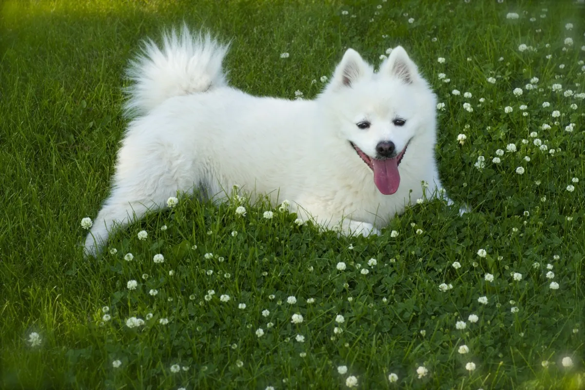 American Eskimo fluffiest dog breeds