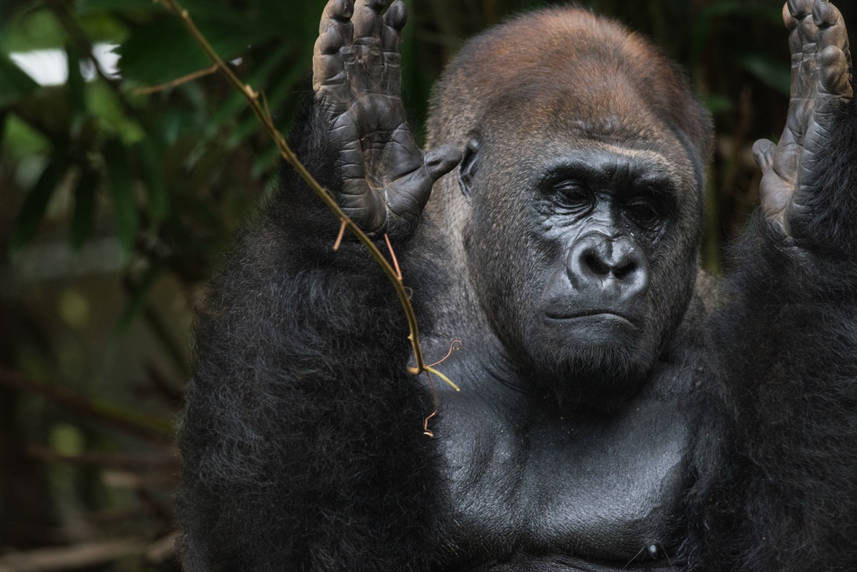 Western Lowland Silverback Gorilla Clapping Hands - Image