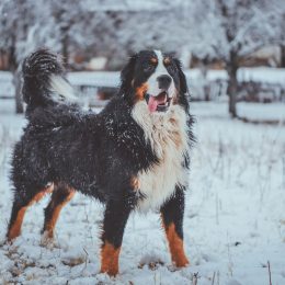 Bernese Mountain Dog fluffiest dog breeds