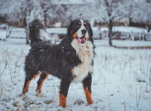 Bernese Mountain Dog fluffiest dog breeds