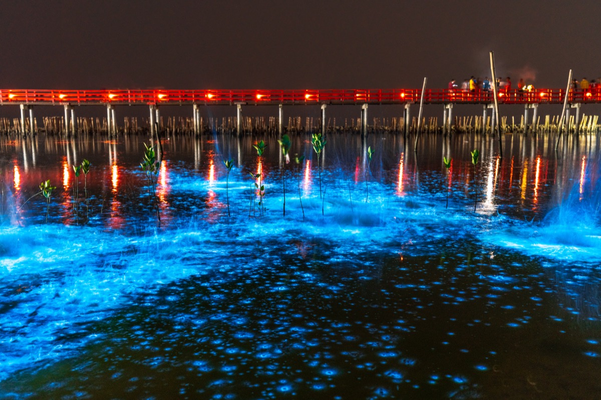 Bioluminescent waves thailand photos of rare events