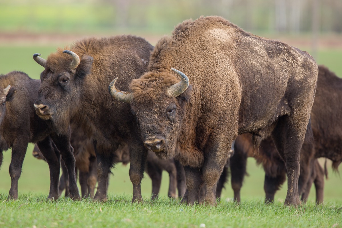 European bison - Bison bonasus in the Knyszyn Forest (Poland) - Image