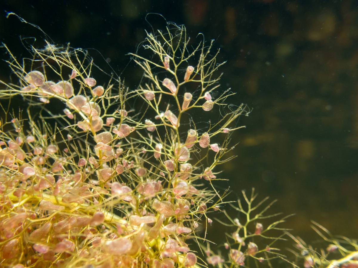 Leaves and bladders of the bladderwort Utricularia vulgaris aquatic carnivorous plant. Underwater shot. - Image