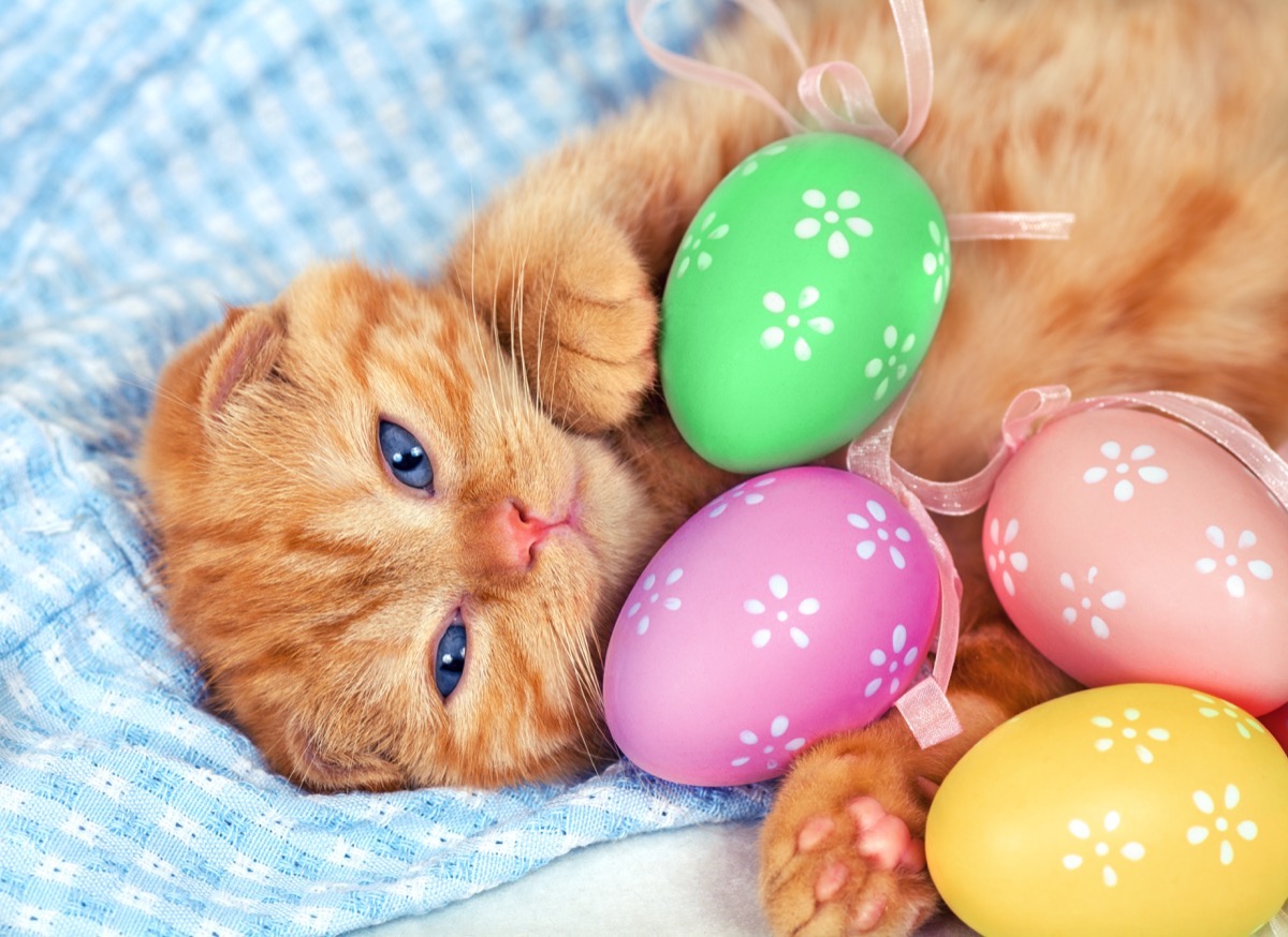 Cat at Easter funny pet stories 