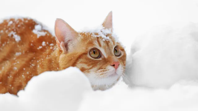 Cat in snow funny pet stories
